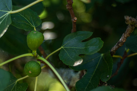 Green figs on a branch of a fig tree in the garden