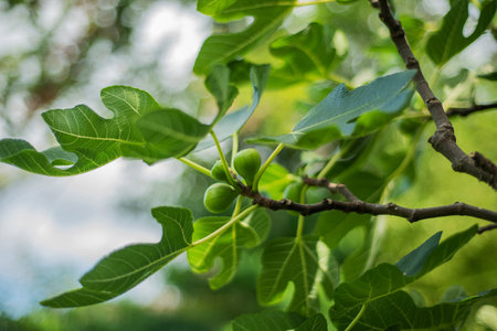 Green figs growing on a tree in the garden. Selective focus.