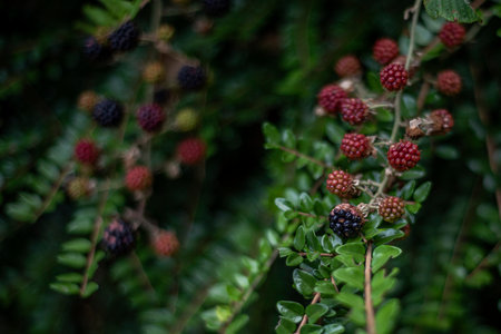 Close up of bramble and blackberries isolated on a natural dark background.の写真素材