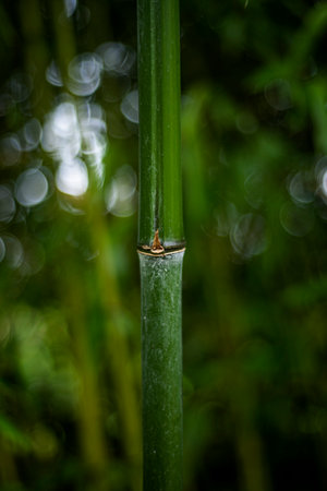 Close-up ground view of green bamboos growing in a garden.の写真素材