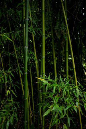 Close-up ground view of green bamboos growing in a garden.の写真素材