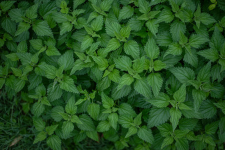 Background close up top view of nettles.の写真素材