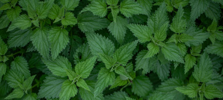 Background close up top view of nettles.