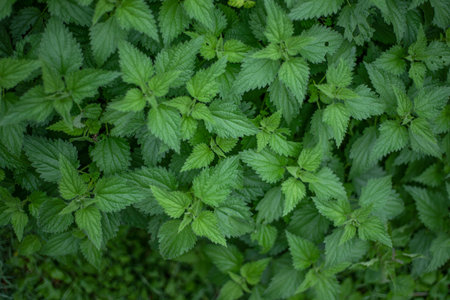 Background close up top view of nettles.