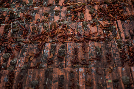 Old red roof tiles with dry leaves, close-up view.の写真素材