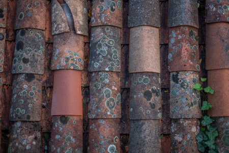 Old roof tiles with lichen and moss, close-up.の写真素材