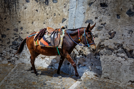 Santorini donkey path.の写真素材