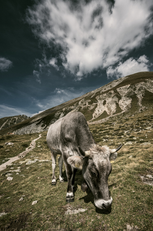 Cow in the pastureの写真素材