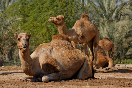 Royal Camel Farm, Kingdom of Bahrain.の写真素材