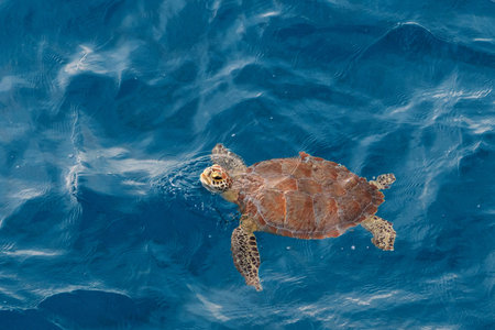 Sea turtle at the gulf of mexico.