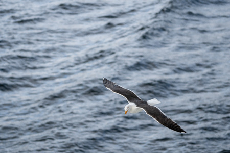 Seagull in flightの写真素材