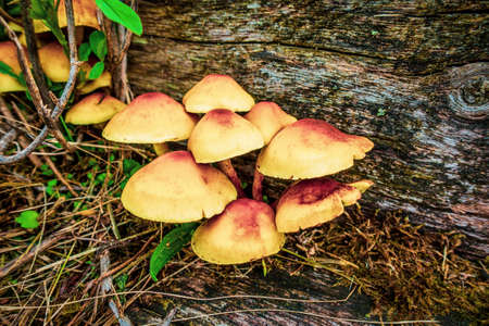 Fungi growing on a rotting tree trunk in a wood,の写真素材