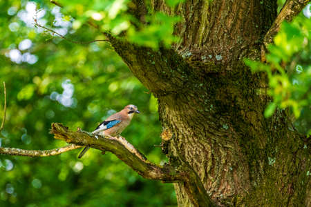 blue jay in the forest on a branchの写真素材