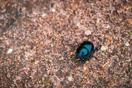 Wood dung beetle on sandy ground.の写真素材