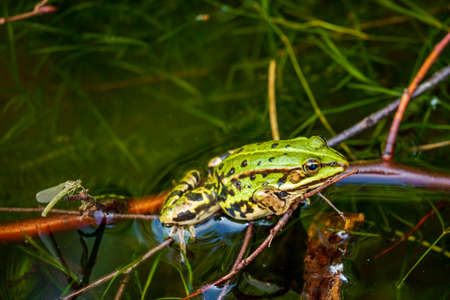 Calling pond frog in the waterの写真素材