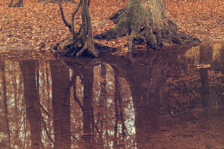 River in the woods in autumn