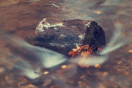 a tree trunk in the river in autumnの写真素材