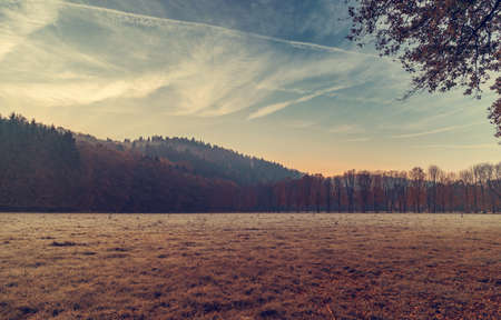 autumn trees in the forest, Indian Summer.の写真素材
