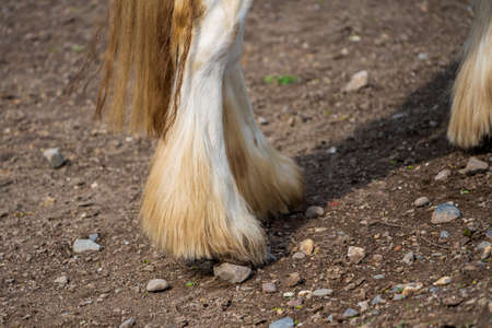 horse legs covered with long white hairの写真素材