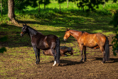 horses grazing in the pastureの写真素材