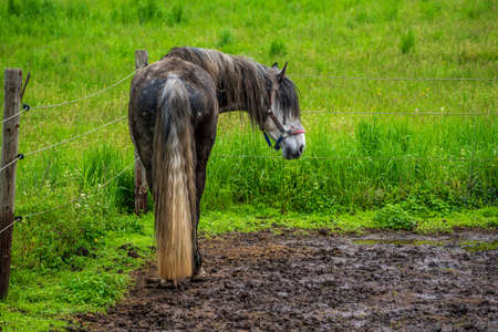 A horse on the pastureの写真素材