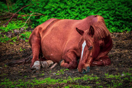 horse lying on the fieldの写真素材