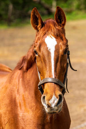 Horse head of a brown horseの写真素材