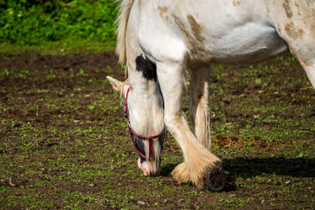 white horse grazing in the pastureの写真素材