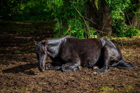 horse lying on the fieldの写真素材