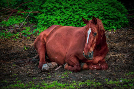 horse lying on the fieldの写真素材