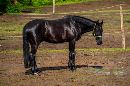 A black horse in the field.の写真素材