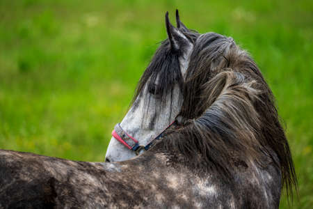 Horse portrait, close up of a horse.の写真素材