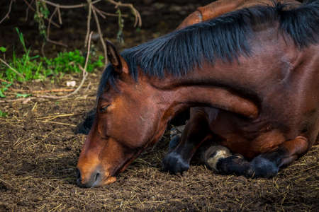 Horse portrait, close up of a horse.の写真素材