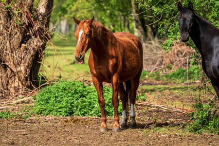 two horses graze in the forestの写真素材