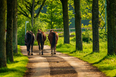 three horses on the dirt roadの写真素材