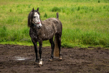 A horse on the pastureの写真素材