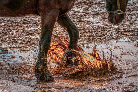 horse legs in the rainwater puddleの写真素材