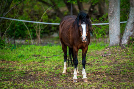 Brown horse on the pastureの写真素材