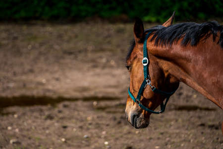 Horse portrait, close up of a horse.の写真素材