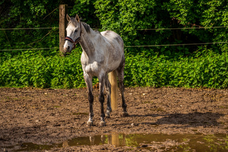 white horse in front of a rainwater puddleの写真素材