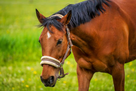 Brown horse in the pastureの写真素材