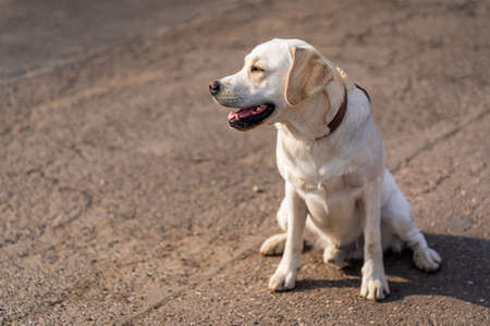 Close up portrait of a dog, Labrador Retriever.の写真素材