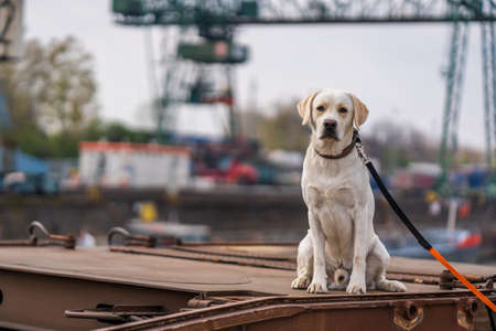 Portrait of a dog on railroad car, Labrador Retriever.の写真素材