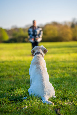Dog training with women in the meadow.