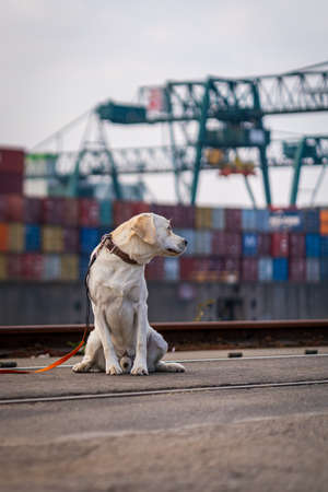Portrait of a dog in industrial docks, Labrador Retriever.の写真素材