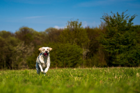 Running dog with tongue out on the meadow.の写真素材