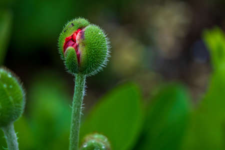 Red flowers against a blurred background.の写真素材