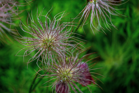 Raindrops on plants and flowers