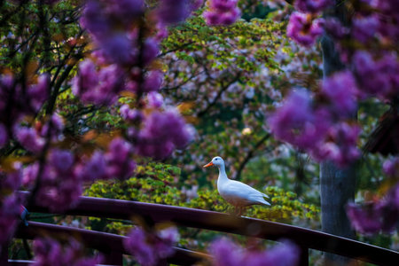 Spring in the Japanese garden