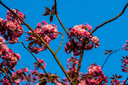 Tree blossoms at sunset in spring